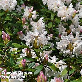 Rhododendron Tinkerbird