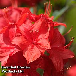 Rhododendron Toreador (Azalea Group)