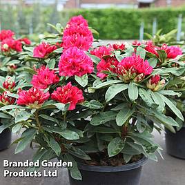 Rhododendron Wilgens Ruby