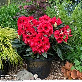 Rhododendron XXL Red Devil