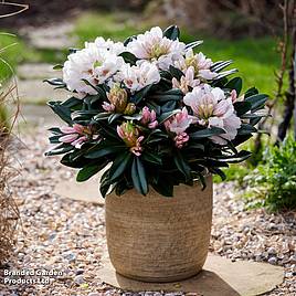 Rhododendron XXL White Flamingo