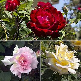 Rose Breeders Choice Collection (Hybrid Tea Rose)