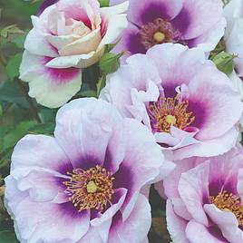 Rose Blue Eyes (Floribunda Rose)