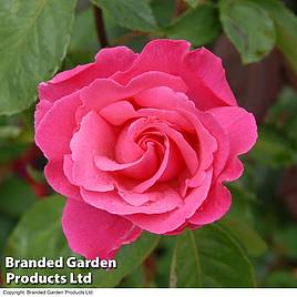 Rose Easy Elegance Grandmas Blessing (Shrub Rose)