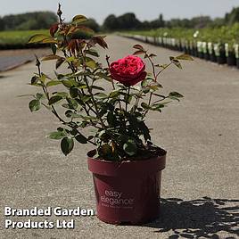 Rose Easy Elegance Kashmir (Modern Shrub Rose)