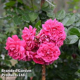 Rose Laguna (Climbing Hybrid Tea)