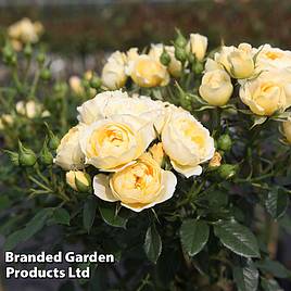 Rose Happy Go Lucky (Floribunda Rose)