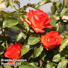 Rose Marieken (Shrub Rose)