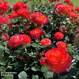 Rose Volcano (Hybrid Tea)