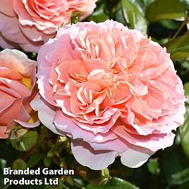 Rose Its A Wonderful Life (Floribunda Rose)