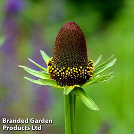 Rudbeckia occidentalis Green Wizard