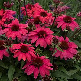 Echinacea SunMagic Vintage Ruby