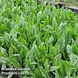 Rumex sanguineus (Marginal Aquatic)