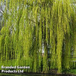 Golden Weeping Willow (Hedging)