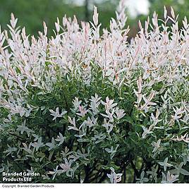 Salix integra Hakuro-nishiki