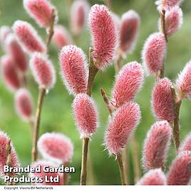 Salix gracilistyla Mount Aso