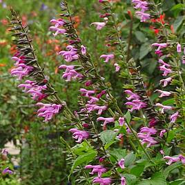 Salvia Pink Amistad