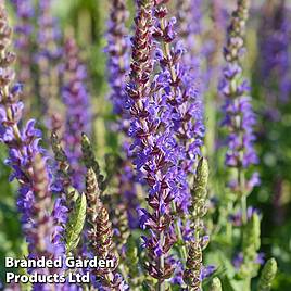 Salvia Blue Queen