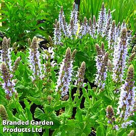 Salvia nemorosa Bumblesky