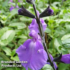 Salvia Lavender Dilly Dilly