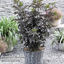 Sambucus nigra f. porphyrophylla Black Tower