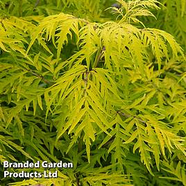 Sambucus racemosa Lemony Lace