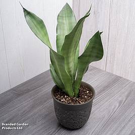 Sansevieria trifasciata Moonshine