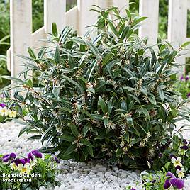 Sarcococca hookeriana Purple Gem