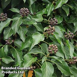 Sarcococca hookeriana var. digyna Purple Stem