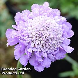 Scabious Butterfly Blue