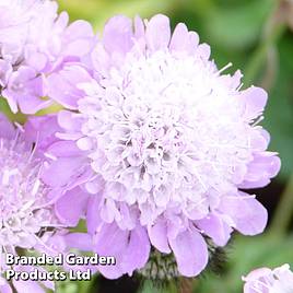 Scabiosa columbaria Pincushion Pink