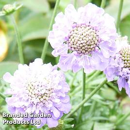 Scabiosa japonica Ritz Blue