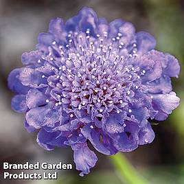 Scabiosa Blue