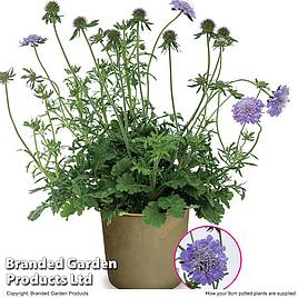 Scabious Kudo Blue