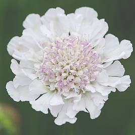 Scabious Kudo White