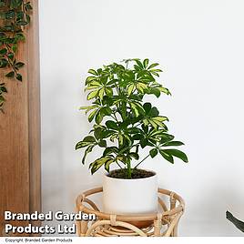 Schefflera arboricola Charlotte