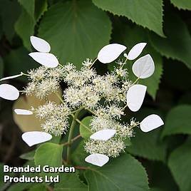 Schizophragma hydrangeoides