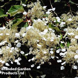 Schizophragma hydrangeoides var. concolor Moonlight