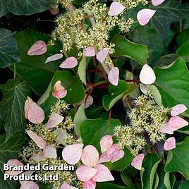 Schizophragma hydrangeoides Rose Sensation