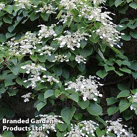 Schizophragma integrifolium Windmills