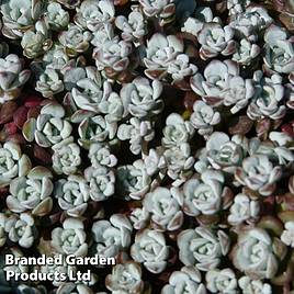 Sedum spathulifolium Cape Blanco