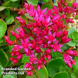 Sedum spurium Dragons Blood