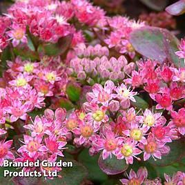 Sedum Strawberries And Cream