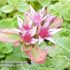 Sedum spurium Coccineum