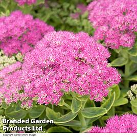 Sedum Herbstfreude