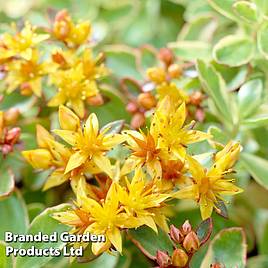 Sedum kamtschaticum var. floriferum Weihenstephaner Gold