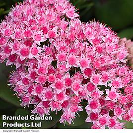 Sedum Matrona