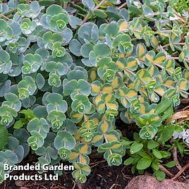 Sedum sieboldii Mediovariegatum