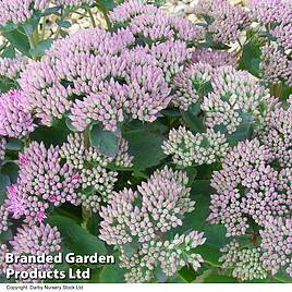 Sedum Thundercloud