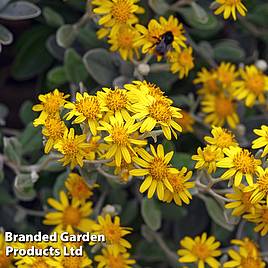 Brachyglottis Sunshine